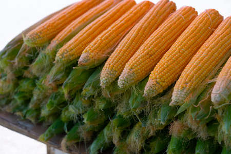 Plenty of fresh corn for saleの写真素材