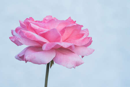 Full blooming bud of a growing roseの写真素材