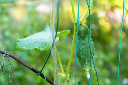 Cucumbers growing in the gardenの写真素材