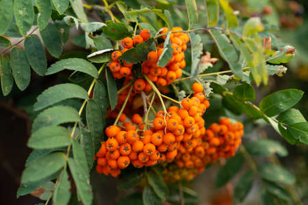 Growing rowan tree with fruitsの写真素材