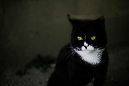 Close look of a black cat