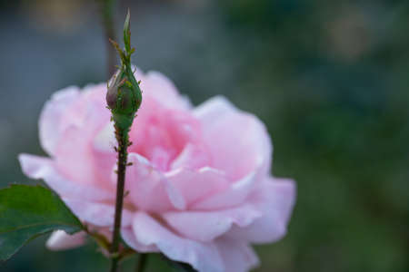 Opened and unopened bud of a growing roseの写真素材