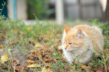A stray cat lies on the groundの写真素材