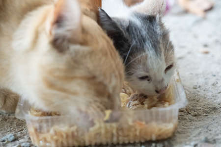 Cats eating food on the street
