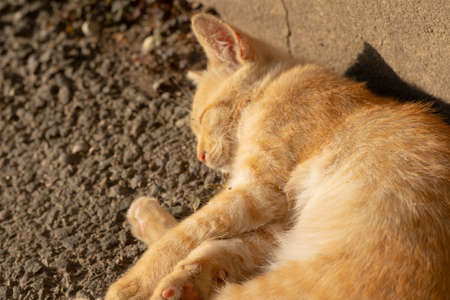 Homeless cat sleeping on the streetの写真素材