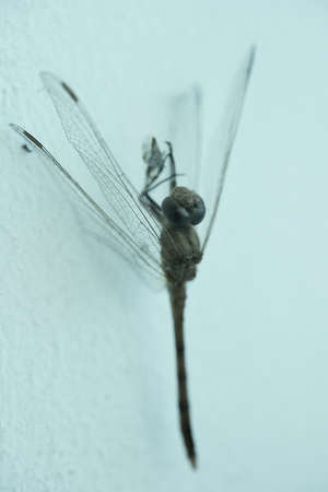 A large dragonfly sits on the wallの写真素材