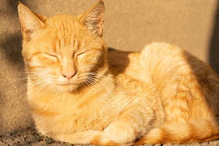 The cat is resting on the street