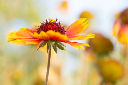 Growing and blooming flowers as backgroundの写真素材