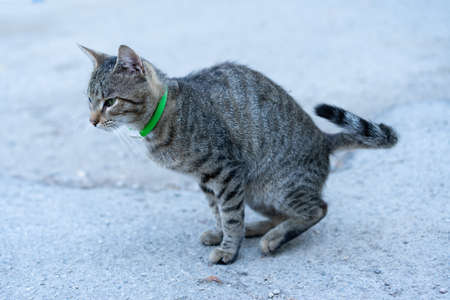 The cat poops on the streetの写真素材
