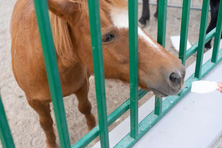 Man feeding pony at the zooの写真素材