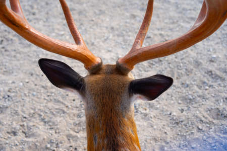 The antlers of a young deer on the headの写真素材