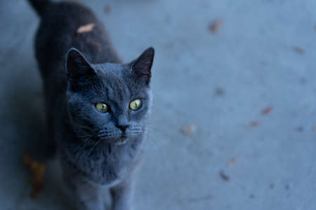 Curious look of a cat on the streetの写真素材