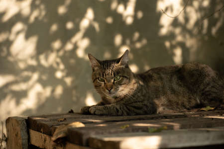 The cat is resting in the shadeの写真素材