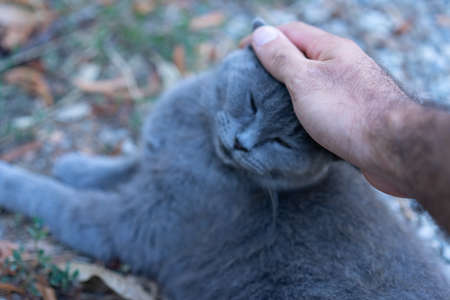 Man stroking a cat on the head