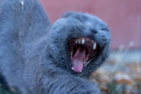 Cat yawns showing teeth
