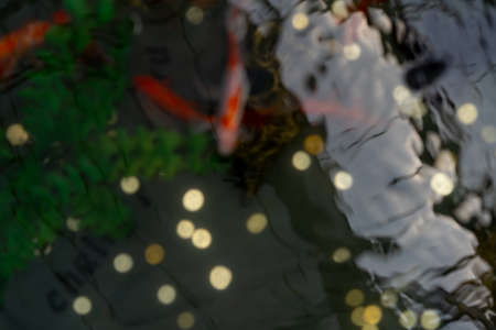 Fish swim in the pond