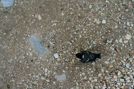 Chick alone on the ground