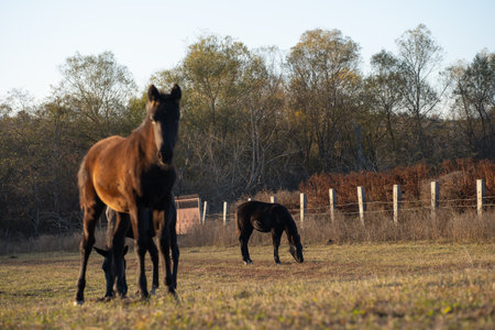 Horses grazing in the meadowの写真素材