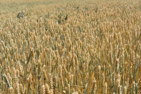 Yellow ears of wheat growing in the fieldの写真素材