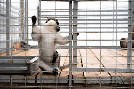 The monkey is in the zoo cageの写真素材