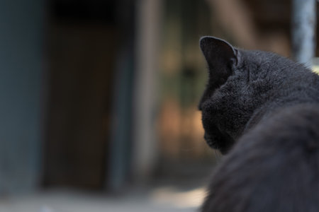 Black stray cat on the streetの写真素材