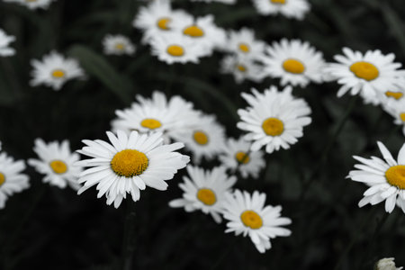 Blooming daisies as background or textureの写真素材