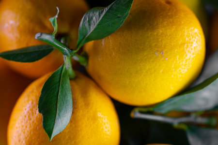 Ripe lemon fruits with branches and leavesの写真素材
