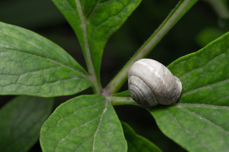Snail sitting on a leaf of a plantの写真素材