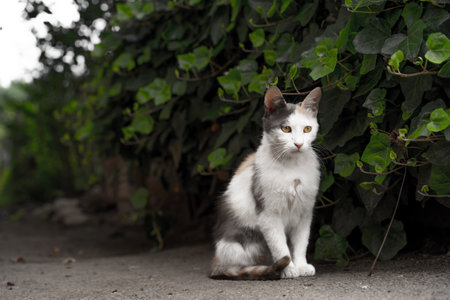 A stray cat is sitting on the groundの写真素材