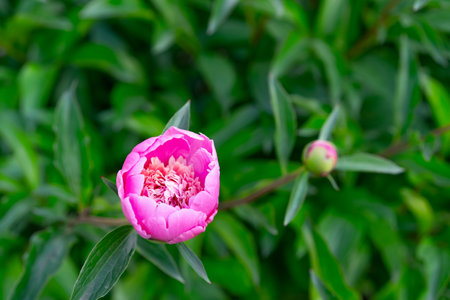Opened bud of a growing flowerの写真素材