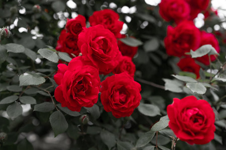 Roses blooming in the gardenの写真素材