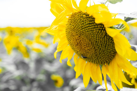 Sunflower growing in the fieldの写真素材