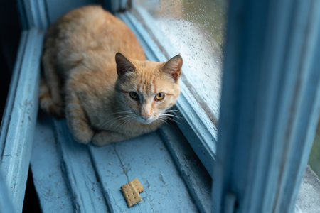 Homeless cat hiding from the rainの写真素材