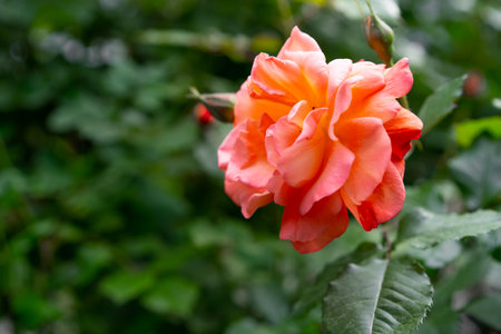 Orange roses blooming in the gardenの写真素材