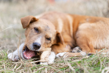 A dog chews a bone on Earthの写真素材