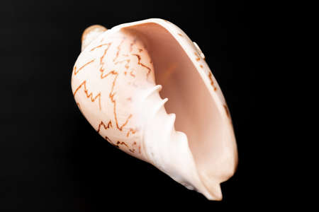 Seashell lies on a black backgroundの写真素材