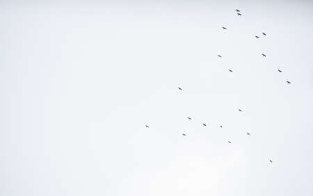 Birds fly across the skyの写真素材