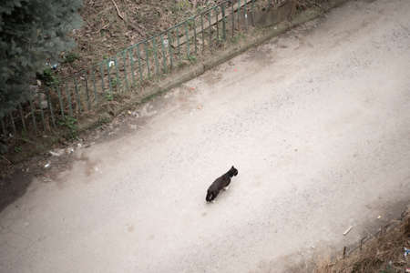 The cat walks down the streetの写真素材
