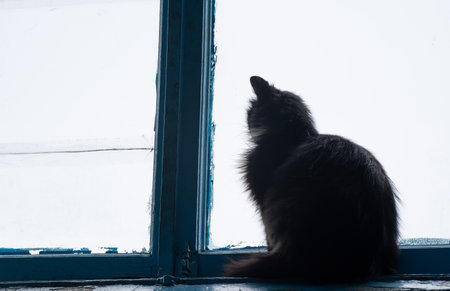 The cat is sitting in front of the windowの写真素材