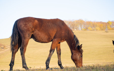 Horse grazing in the fieldの写真素材