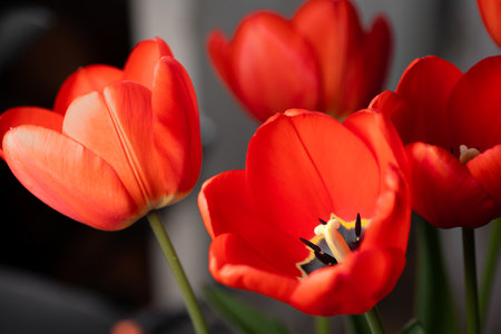 Red tulips with opened budsの写真素材
