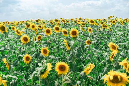 Blooming sunflowers on the fieldの写真素材