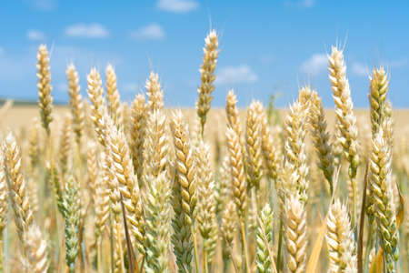 A field with growing ears of wheatの写真素材