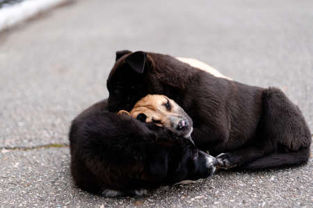 Homeless dogs sleep on the road basking each otherの写真素材