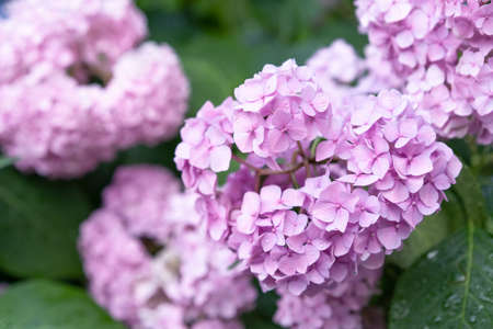 Blooming flowers in the gardenの写真素材