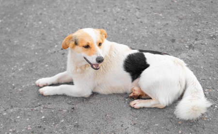 A stray dog ââlies on the groundの写真素材