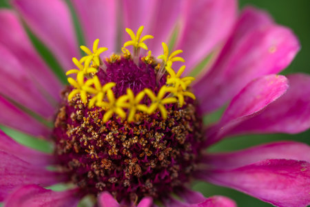 Flowers blooming in the garden macro photographyの写真素材