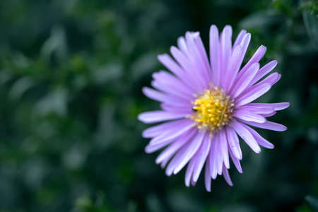 Flowers blooming in the garden macro photographyの写真素材