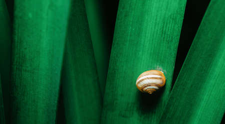 Snail sitting on a leaf of a plantの写真素材