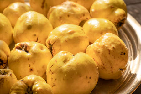 Ripe quince in the sunの写真素材